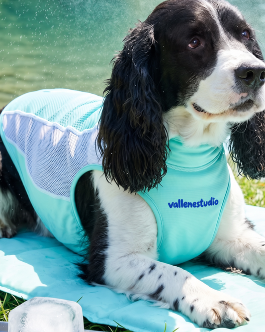 How to Dress Your Dog for Every Season: A Practical Guide to Cooling, Rainwear & Winter Layers